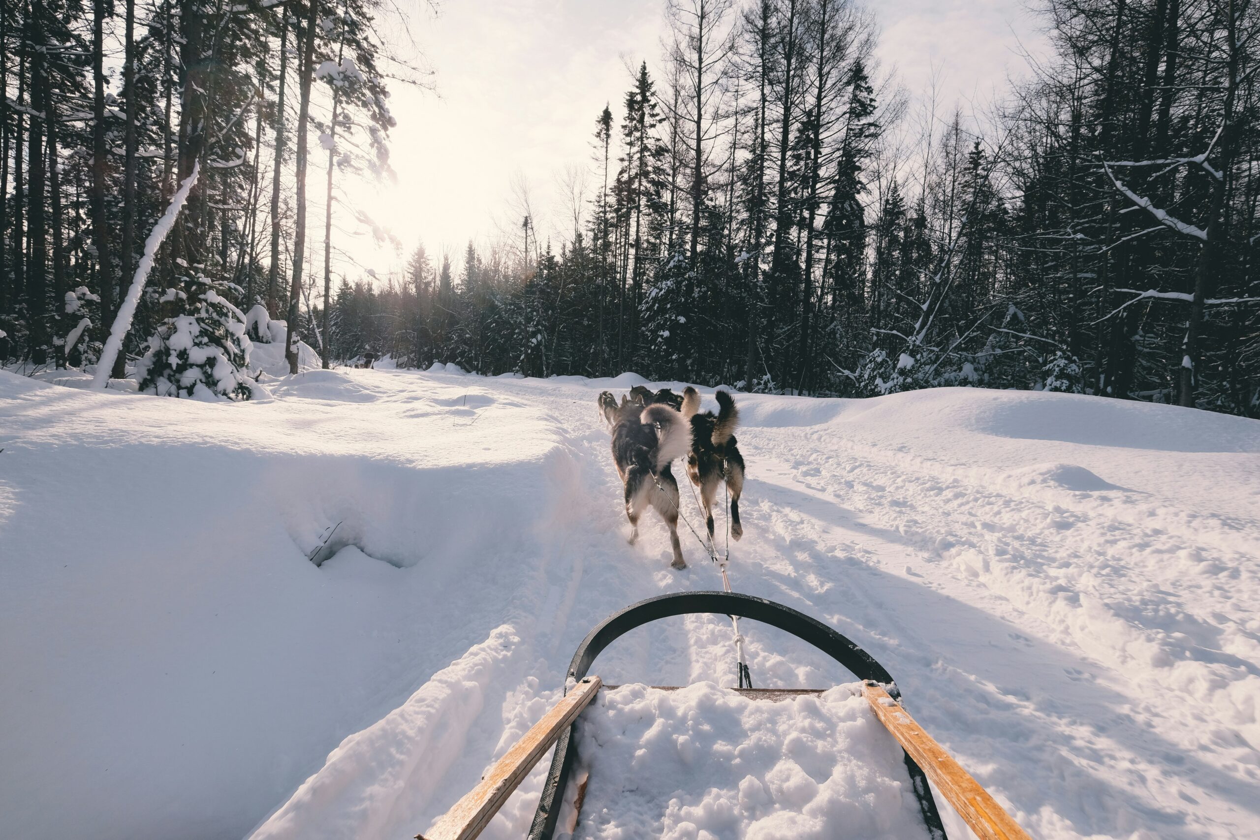 Dog sledding